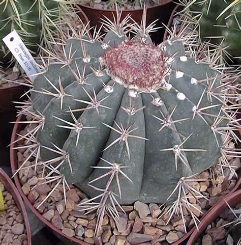 Melocactus violaceus