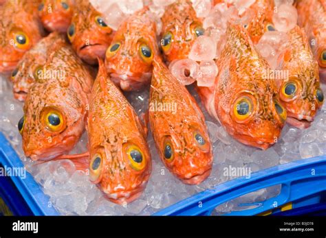 Big Eyed Ocean Perch Helicolenus Bharathi Large Stock Photo Alamy