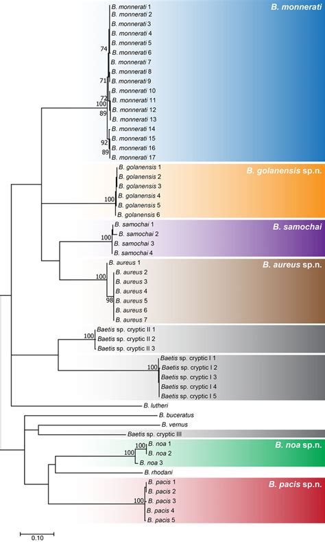 A Maximum Likelihood Phylogenetic Reconstruction Based On Sequences Of