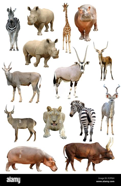 african animals collection isolated on white background Stock Photo - Alamy