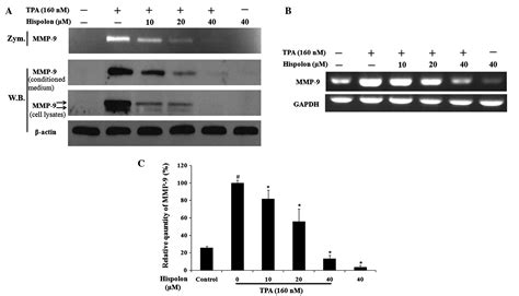 Hispolon Inhibits TPA Induced Invasion By Reducing MMP 9 Expression