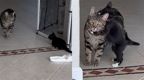 Filhote De Gato Parte Para Cima De Felino Adulto E Ataque De Fofura