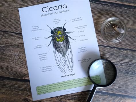 Cicada Anatomy