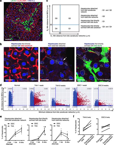 Hepatocytes Detached From Bile Canalicular Networks Re Establish