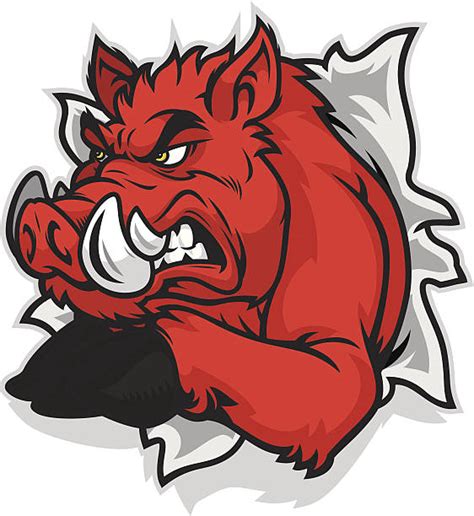 Best Razorback Hog Cartoon Illustrations, Royalty-Free Vector Graphics & Clip Art - iStock