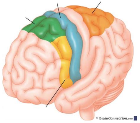 Upper Vs Lower Motor Neurons Flashcards Quizlet