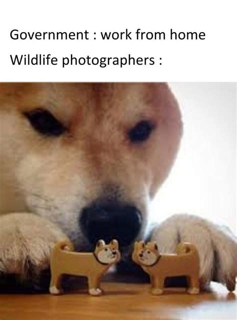 Doggo and meme : r/memes