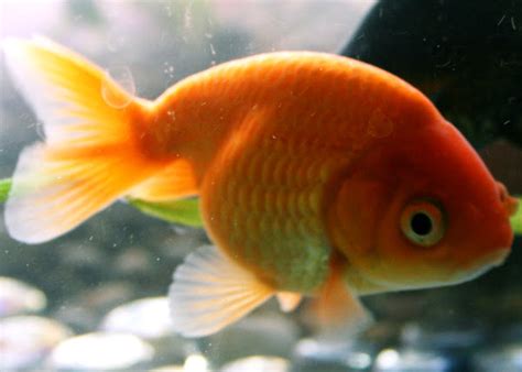 Ranchu Goldfish: Characteristics, Diet, Uses