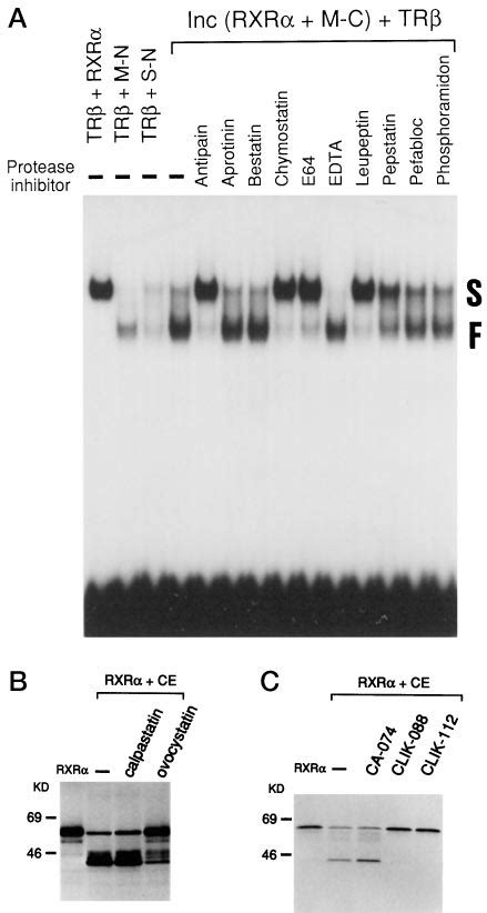 Characterization Of Protease Present In The Cytoplasm Of The