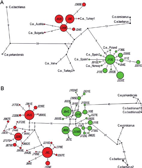 Median Joining Network Of A Cyt B Gene And B D Loop Red Deer