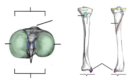 Osteology Of The Lower Limb Tibia Diagram Quizlet