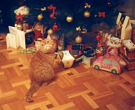 Amarna Artesanato E Imagens Fotos De Gatos No Natal Clique Nas