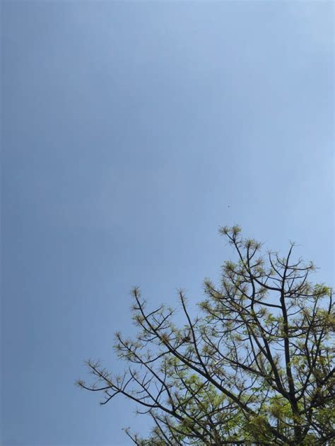 Blue Sky Nature Tree Leaf Trees Leaves Summer Spring Indonesia