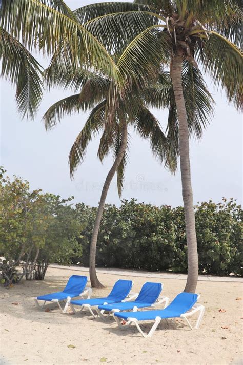 Lounge Chairs Along the Beach Under Palm Trees Stock Image - Image of ...