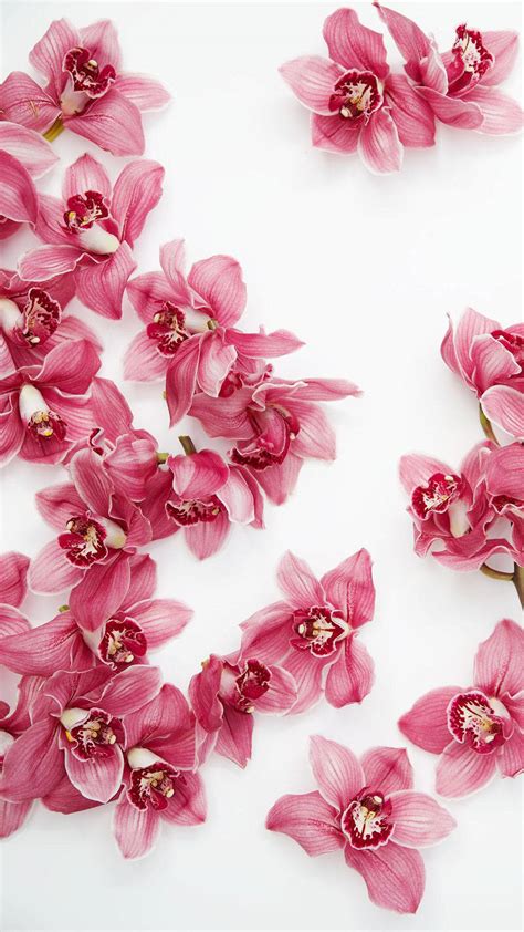 Pink Orchid Wallpaper