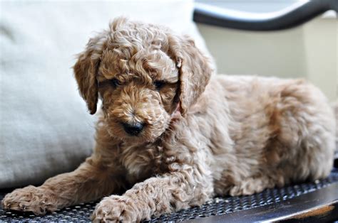 Faithful Doodles 6 Week Old F1b English Goldendoodles Southern