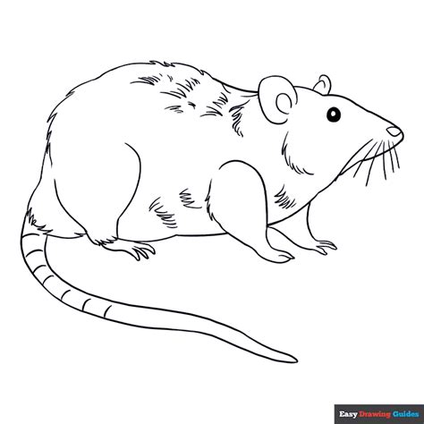 Rat Coloring Page Easy Drawing Guides