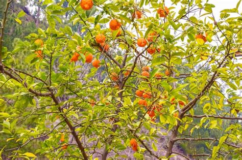 Hermoso árbol de naranja en la naturaleza Foto Premium