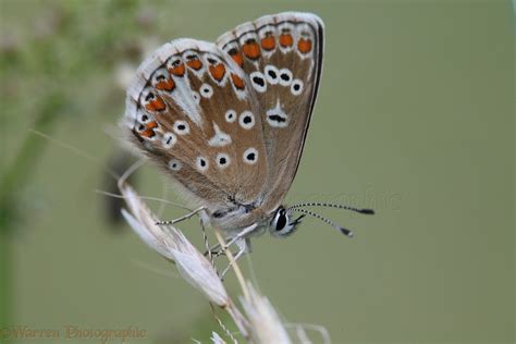 Adonis Blue Butterfly photo WP29587