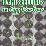 Start Your Garden Seedlings With Egg Carton Seeds - Thrifty Jinxy