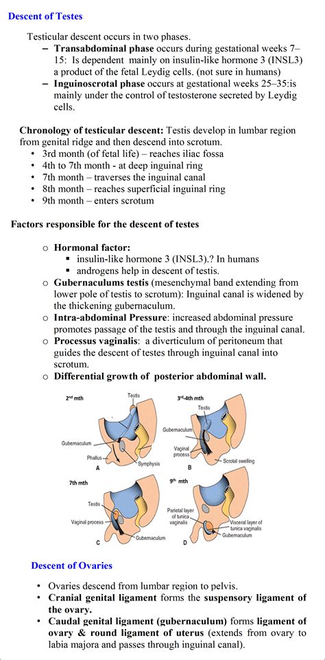 Development of Gonads and Genital ducts ( Males and Females) - Anatomy QA