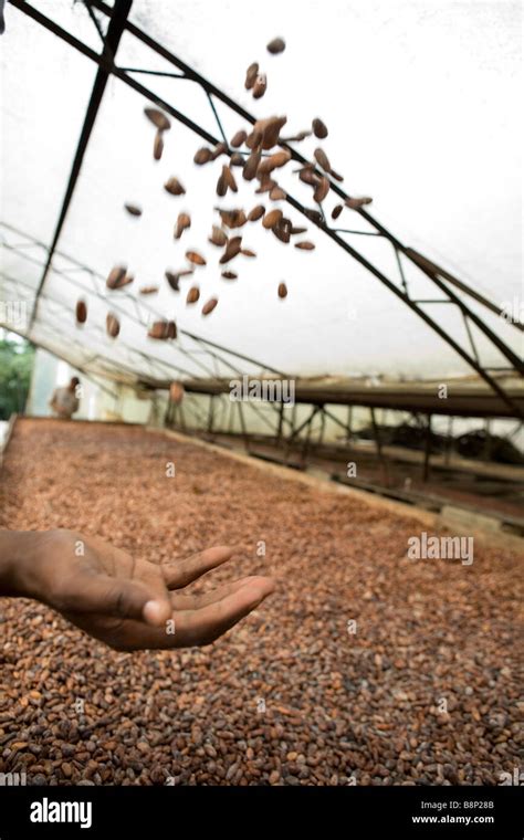 Cocoa beans, in a cocoa processing factory, Dominican Republic Stock ...