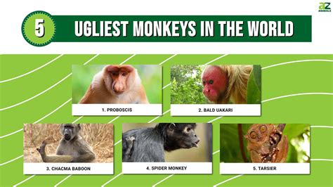 The 5 Ugliest Monkeys In The World A Z Animals