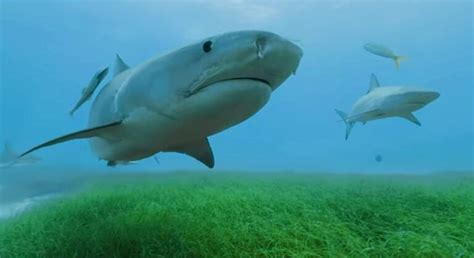 Shark ‘Eyes’ Reveal Biggest Blue CO2 Trap