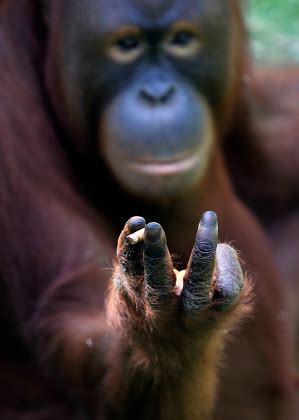 Tori 15yearold Orangutan Smokes Cigarette Inside Editorial Stock Photo ...