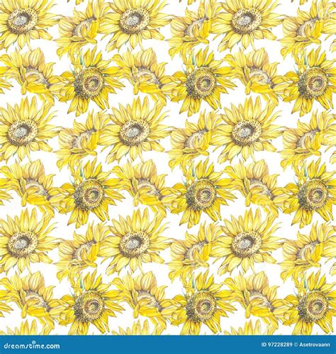 Illustrazione In Acquerello Dell Girasoli Carta Floreale Con I Fiori