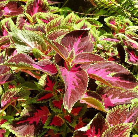 Rainbow Coleus Mix Gaia Organics