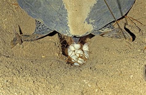 Cómo Se Reproducen Las Tortugas Marinas Tipo Cortejo Apareamiento Y Más