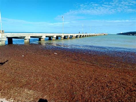 Sargazo Genera Metales Pesados Que Pueden Contaminar El Manto Fre Tico