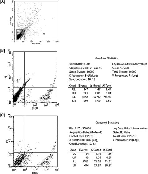 The length of S phase, in terms of duration, was determined by the ...