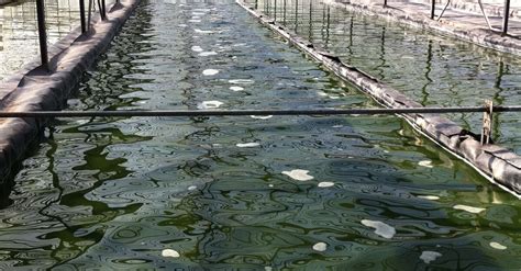 Golden island spirulina Hyères Côte dAzur France French Riviera