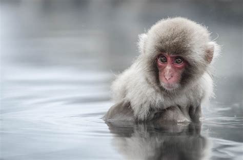 Japan – Snow Monkeys – Charles Fourtree