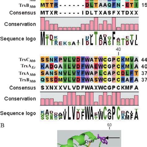 Multiple Sequence Alignment Of M Tuberculosis Thioredoxins And E Coli