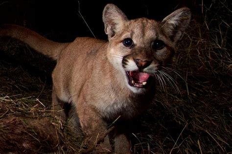 Dnr Confirms 2 More Cougar Sightings In Up