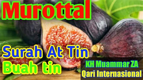 Surah At Tin Buah Tin Murottal Merdu KH Muammar ZA Qari Internasional