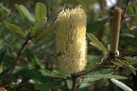 Rarely Seen In Cultivation Banksia Oblonolia Mallee Design