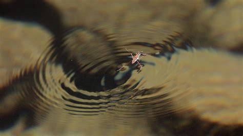 Water Bug Ripples Photograph By Chris Christensen Pixels