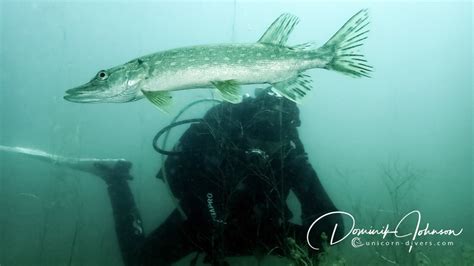 Tauchen In Augsburg Unterwasser Fotografie Im Süßwasser Unicorn Divers