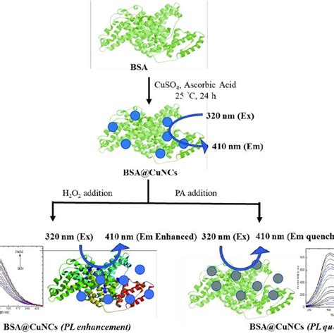 Scheme 1 Schematic Diagram For The Fabrication Procedure Of BSA CuNCs