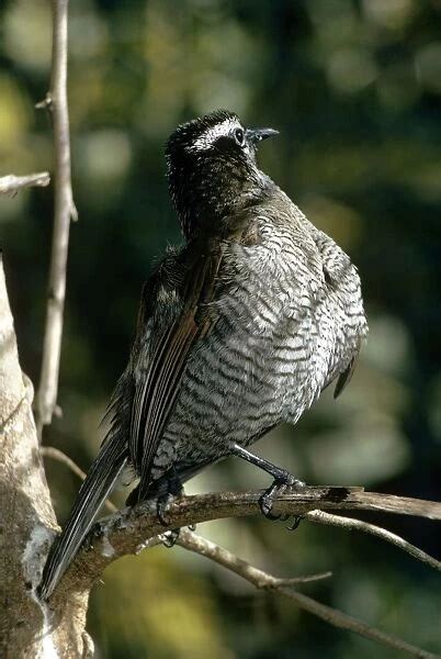 Superb Bird of Paradise female sunbathing Our beautiful Wall Art and ...