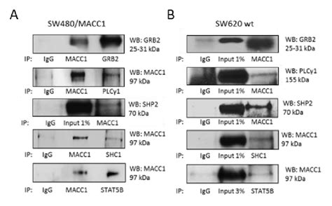 Co Immunoprecipitation Co IP Confirms Interactions With Suggested