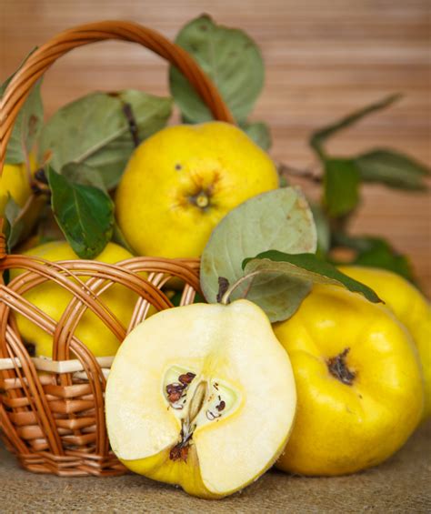 Champion Common Quince Bower And Branch