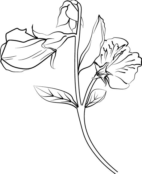 Sweet Pea Flower Drawings Sweet Pea Flowers Colorless Black And White