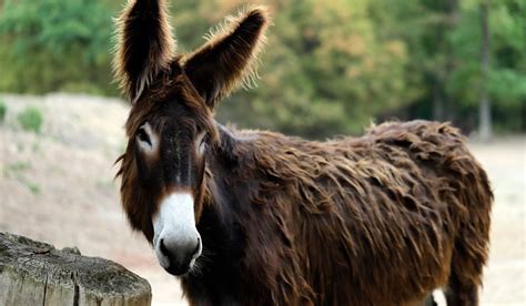 Does A Donkey Have A Cross On His Back – to-v.net