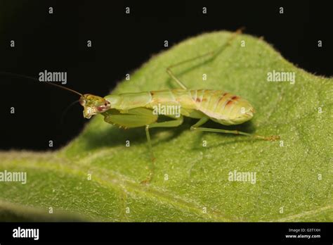 Green Praying Mantis Stock Photo Alamy