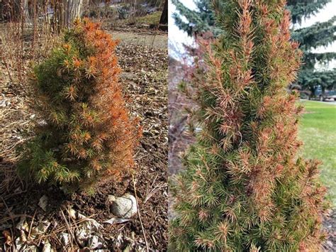 5 Tips for Preparing Dwarf Alberta Spruce for Winter – World of Garden ...